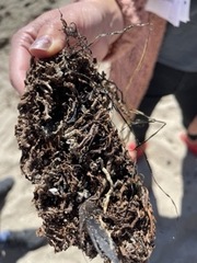 Macrocystis pyrifera