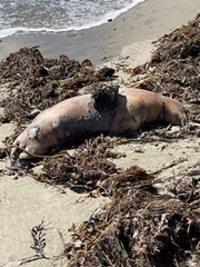 Zalophus californianus