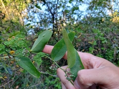 Smilax campestris