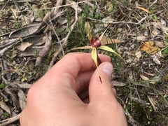 Caladenia reticulata