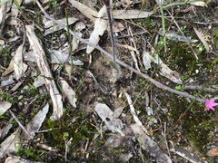 Caladenia reticulata