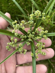 Cyperus virens