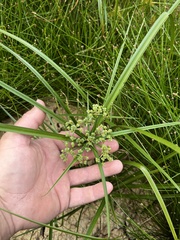 Cyperus virens