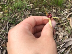 Caladenia reticulata