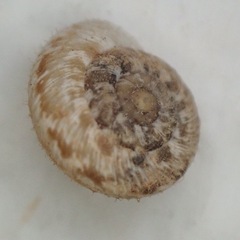 Xerotricha conspurcata