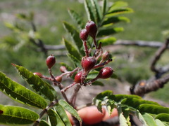 Sorbus scopulina