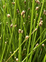 Eleocharis