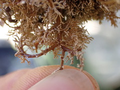 Sphaerophorus tuckermanii