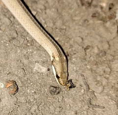 Psomophis genimaculatus