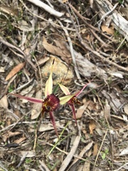 Caladenia reticulata