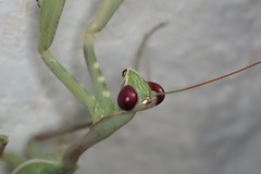 Sphodromantis viridis
