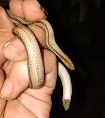 Psomophis genimaculatus