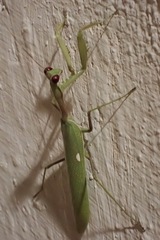 Sphodromantis viridis