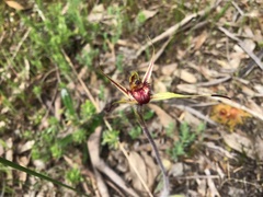 Caladenia reticulata
