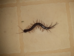Scolopendridae