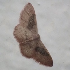 Idaea eugeniata