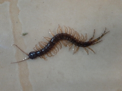 Scolopendridae