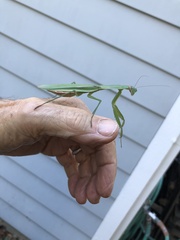 Mantis religiosa