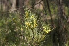 Acacia mucronata longifolia