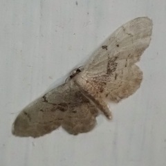 Idaea laevigata