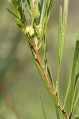 Acacia mucronata longifolia