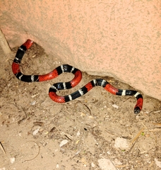 Micrurus tricolor