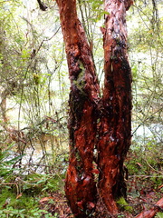 Polylepis
