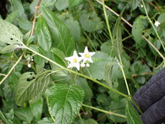 Solanum macrotonum