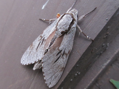 Sphinx morio arestus