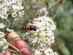 Syrphini