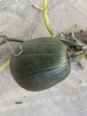 Cucurbita pepo
