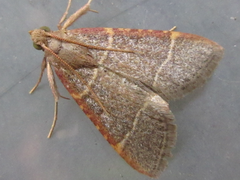 Hypsopygia glaucinalis