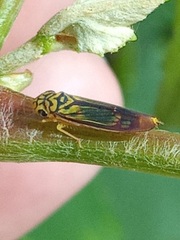 Dilobopterus costalimai