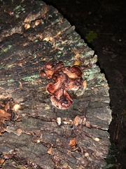 Rhodofomes cajanderi