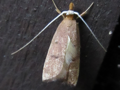 Lecitholaxa thiodora