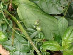 Solanum nigrescens