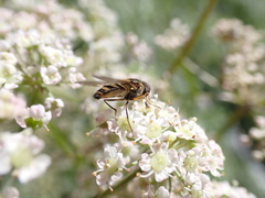 Syrphini
