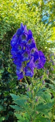 Aconitum carmichaelii