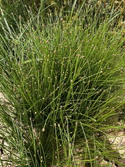 Eleocharis
