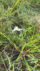 Rhynchospora colorata