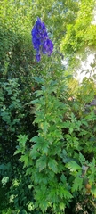 Aconitum carmichaelii