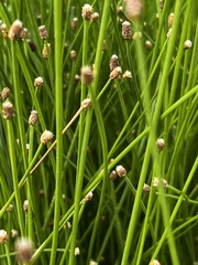 Eleocharis