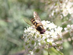 Syrphini