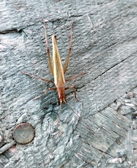 Oecanthus pini