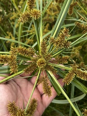 Cyperus erythrorhizos
