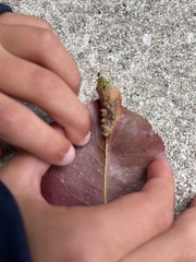 Gymnosporangium sabinae