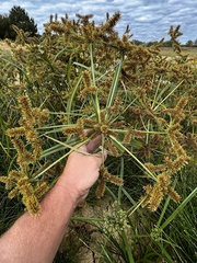 Cyperus erythrorhizos
