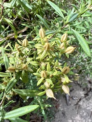 Hypericum lobocarpum