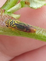 Dilobopterus costalimai