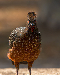 Chestnut-Bellied Guan photo 4